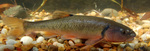 Creek chub in the rocks